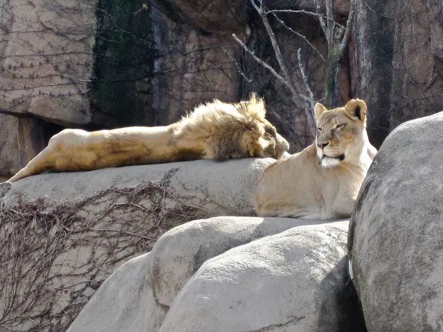 A mountain lion has attacked a child during a family hike on a well-travelled trail within the...