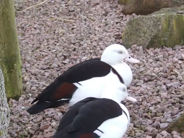 Budget-Friendly Patio Paving Concepts for Creating an Affordable Backyard Haven