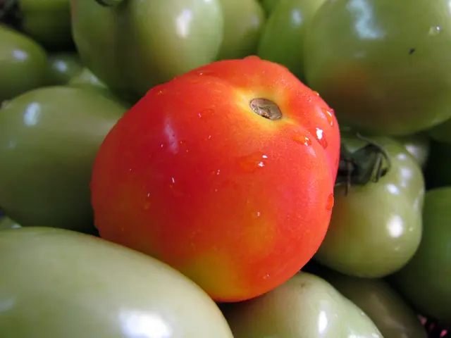 Tomato coloration issues and strategies to revitalize ripening before the arrival of summer salads:...