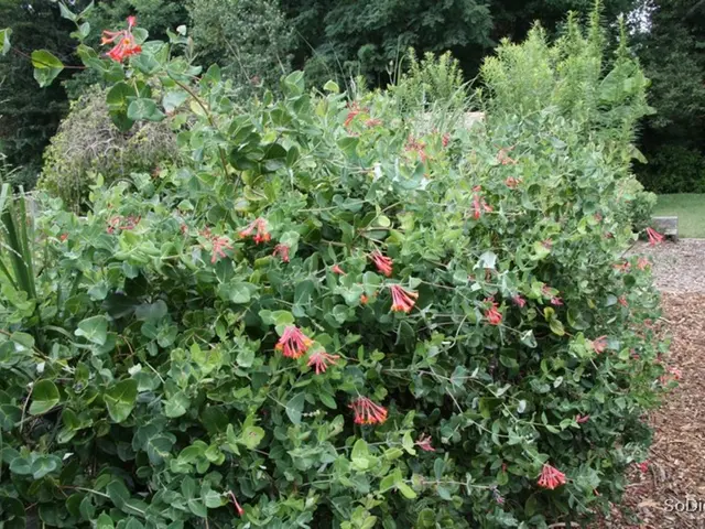 Forest Immersion Techniques: A Comprehensive Guide