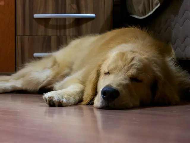 Interpreting Canine Nighttime Visions: Unveiling the Hidden Symbolism in Dog Dreams