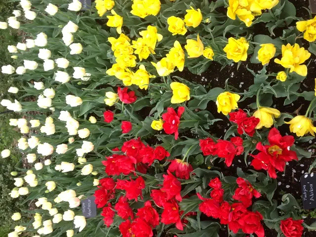 Springtime Blossom Combinations: A Palette of Colors