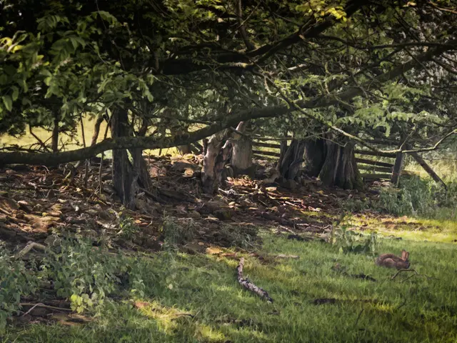 Transform the garden's temperature with Mulching!