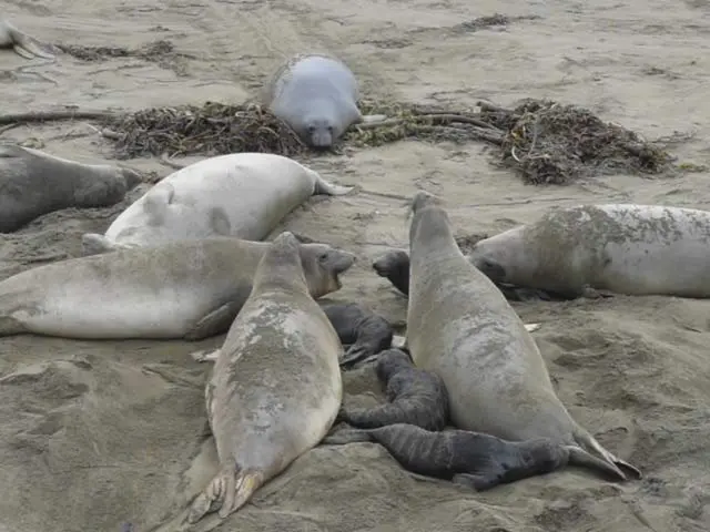 Released into the ocean: The initial spayed seals return to their aquatic habitat