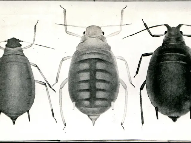 Cockatoos exhibit a delightful affinity for dance, demonstrating an impressive repertoire of 30...