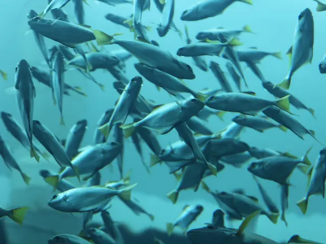 Fishermen from the Atayal tribe regain access to the Shihmen Reserve.