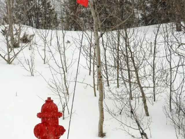 Seven common errors to steer clear of for vibrant hydrangea blossoms: