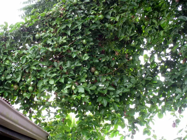 "Guide to Cultivating Chinese Tree Peonies: Abundant Blossoms from Chinese Tree Peony Shrubs"