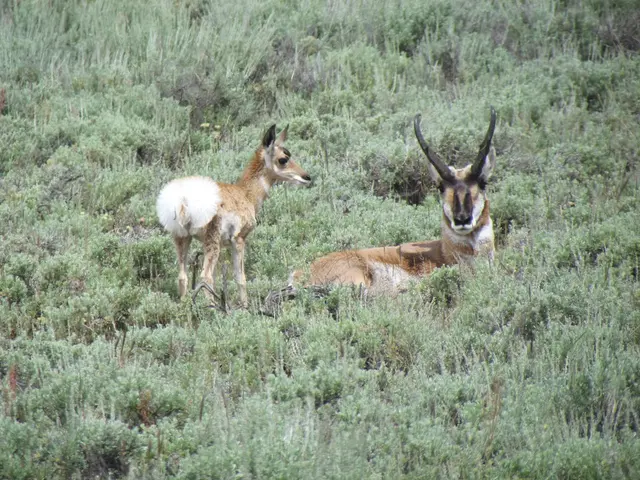 Cost-effective methods for deterring deer from your backyard, featuring 3 easy and verified...