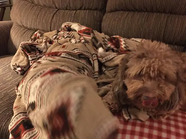 "Habitat's latest sofa bed is praised by all who try it as luxurious yet budget-friendly in...