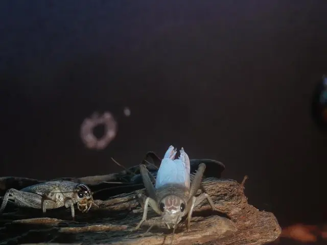 Bonsai Affected by Sticky Resin: Investigating Causes and Providing Remedies