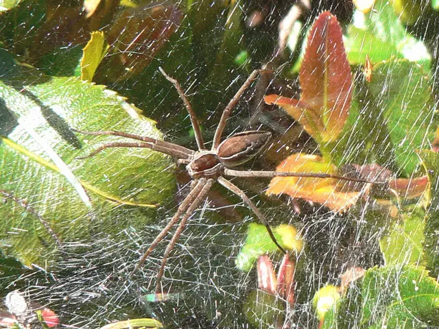 Safeguard your home from crawly spiders this autumn using a single unexpected, all-natural solution