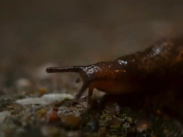 Unveiling the Mystery Behind Snail Locomotion: A Deep Dive into Their Sluggish Strides