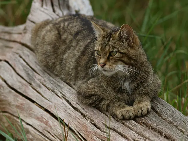 Uncovered: Top 6 Cat Placement Structures Perfect for Feline Vertical Junkies