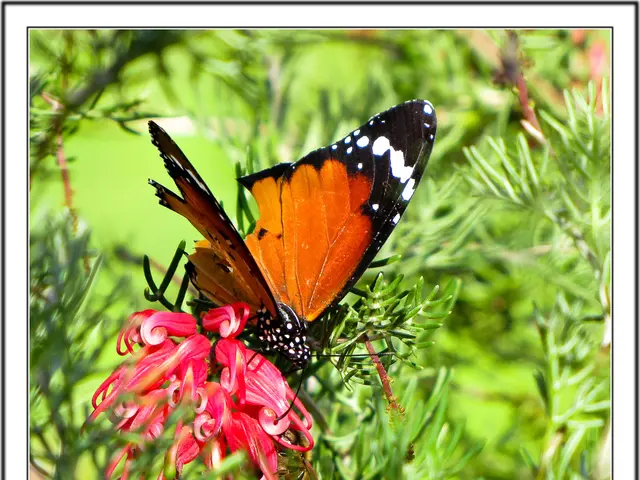 Transforming Your Backyard into a Butterfly Magnet