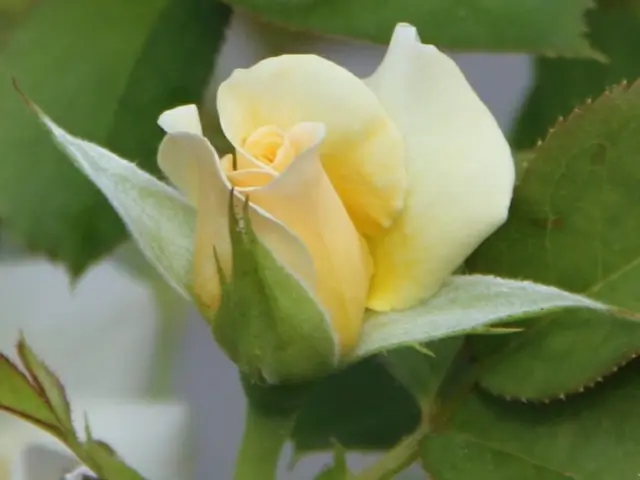 Rose discoloration: Understanding the cause and solutions for yellow rose leaves