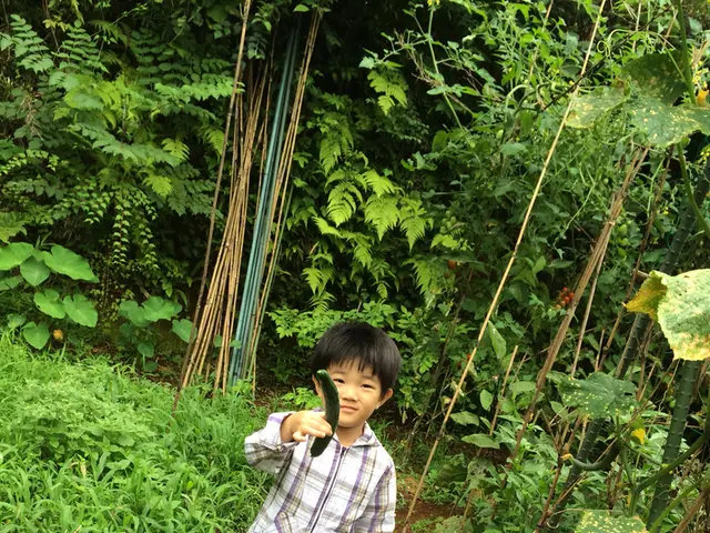 Ideal Moment to Gather Cucumbers: Unveiling the Perfect Ripeness for a Successful Harvest