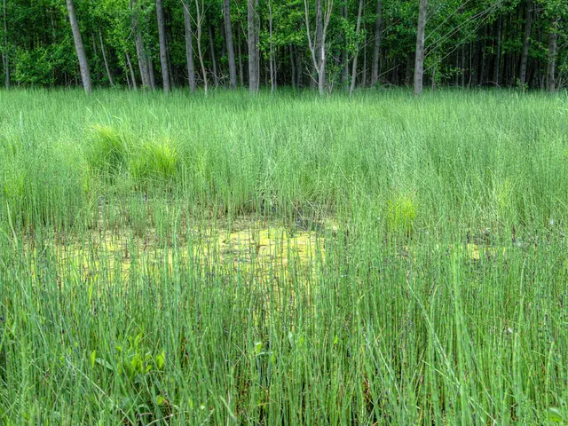 Agroforestry's dominance looms in the coming years