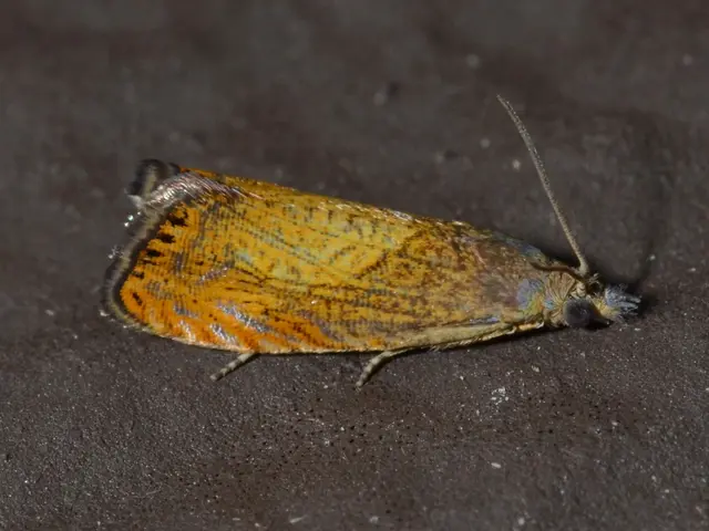 Migratory storks head south; Vehicle of guardians follows