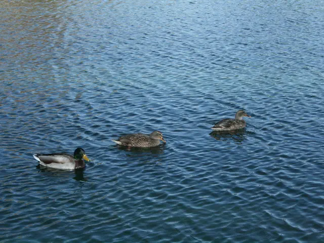 Bamberger Sandkerwa 2025 has avoided a ten-year hiatus, hosting a special event