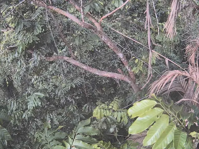 Compact Palm Trees Perfect for Miniscule Gardens and Small Yards