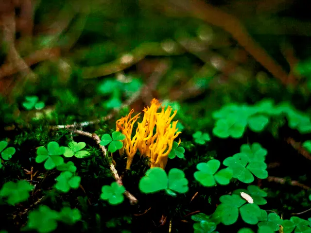 Preparatory Assessments: Evaluating Soil Temperature Prior to Planting