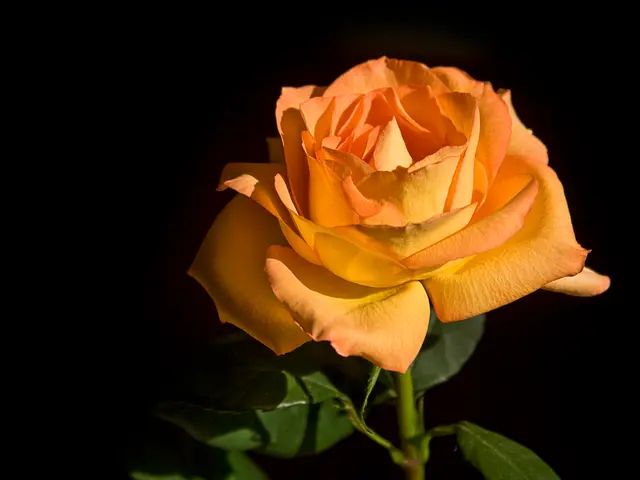 Understanding miniature rose demise: Exploring prevalent reasons and potential remedies