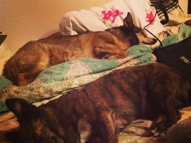 Such a state is inhumane for any canine: living conditions must be improved!