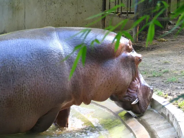 "Mini-hippo Resident of Berlin, Toni, Relocates to Mulhouse"