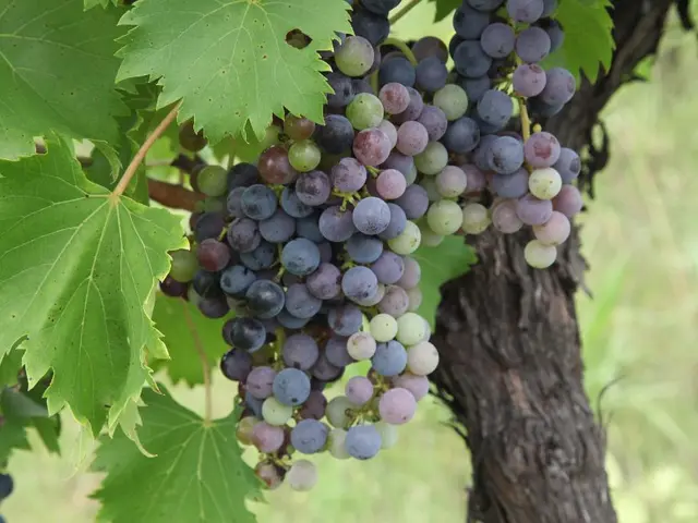 Trimming Grapevines in Your Backyard During the First Three Years