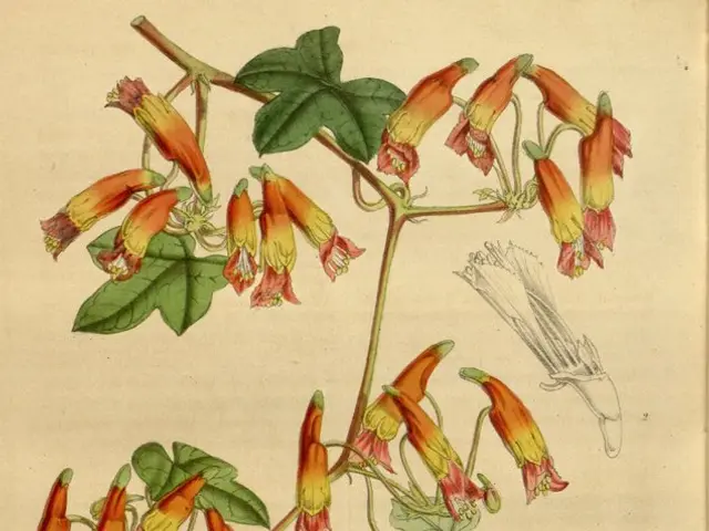 "Discovering Strategies for Tracking Images in Adobe Illustrator and Identifying Top Competitors as...