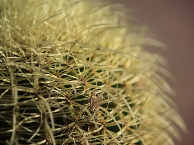 Comprehensive Guide on Caring for and Growing Fishbone Cactus Plants