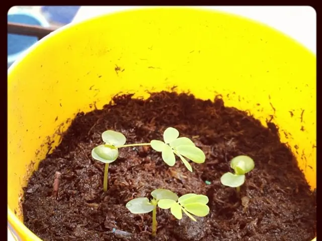 Streamlined Guide on Daylily Pruning: Simplifying Daylily Trimming for Success