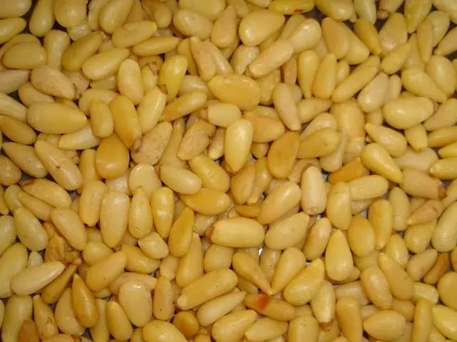 Cultivating Soil for Corn: A Detailed Walkthrough