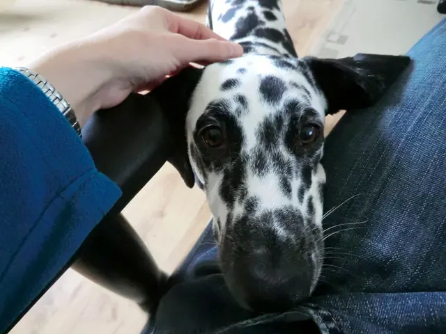 Enhancing Dog Recall Training: Comprehensive Guide for Teaching a Dependable Recall Command