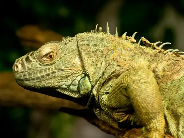 Strategies for Eliminating Chameleon Plants: Insights into How to Destroy Chameleon Plants