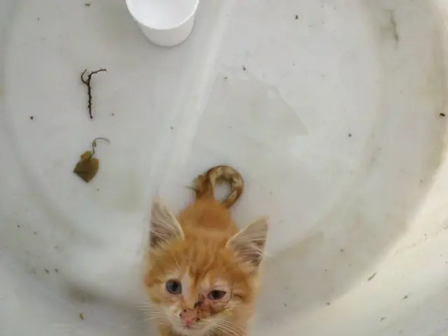 Eco-Friendly Innovations: The Adoption of Steam Kettles in Culinary Manufacturing