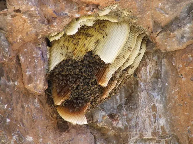 Sandringham currently grapples with a wasp outbreak.