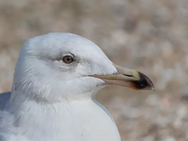 Nighttime Bird Life Thrives in Bremen's Northern Districts