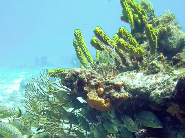 Winner of the 1st Place in the Compact Wide Angle Ocean Art competition of 2019, Talia Greis