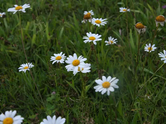 Guidelines for Cultivating Dwarf Mondo Grass for a Vibrant Yard