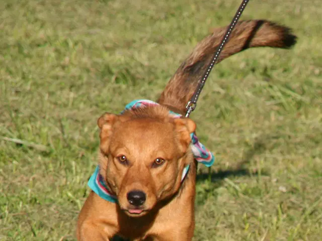 Enhance your dog's leash manners with these effective three games suggested by a professional...