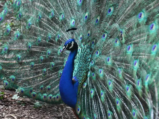 Cultivating a Pot Shamrock: A Simple Guide to Nurturing Your Indoor Shamrock