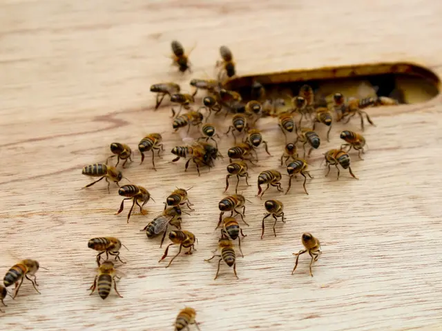 Affordable Insect Repellent Product Endorsed by the Spanish Family: Available for Under £10 on...