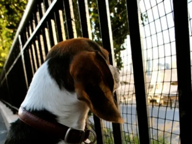 Police in Acworth searching for owners of stray dogs recently discovered in the area