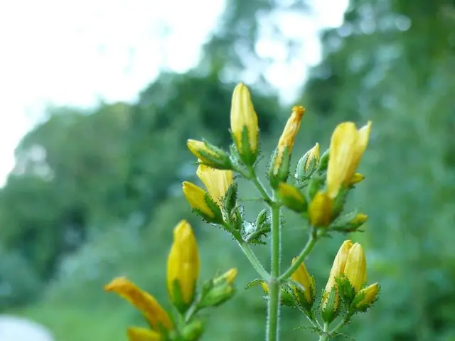 Nurturing Bulbs Post-Flowering