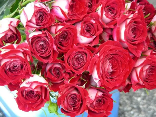 Thirteen Varieties of Roses (Out of an Immense Number of 30,000)