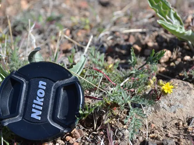 Landscaping Calendar and Guide for Southeast Regions