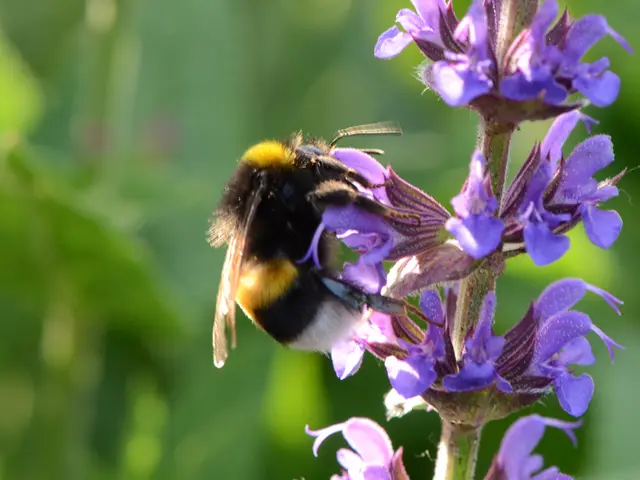 Perceiving Blossoms Through Bee Vision: An Insight into Bees' Perception of Flowers
