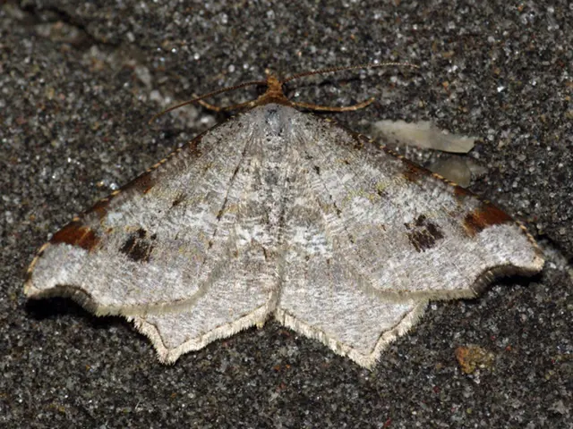 Crucial Guidelines for Homeowners on Maintaining Crawl Spaces